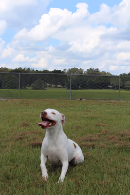 Temple Terrace Hilltop Dog Park photo 1